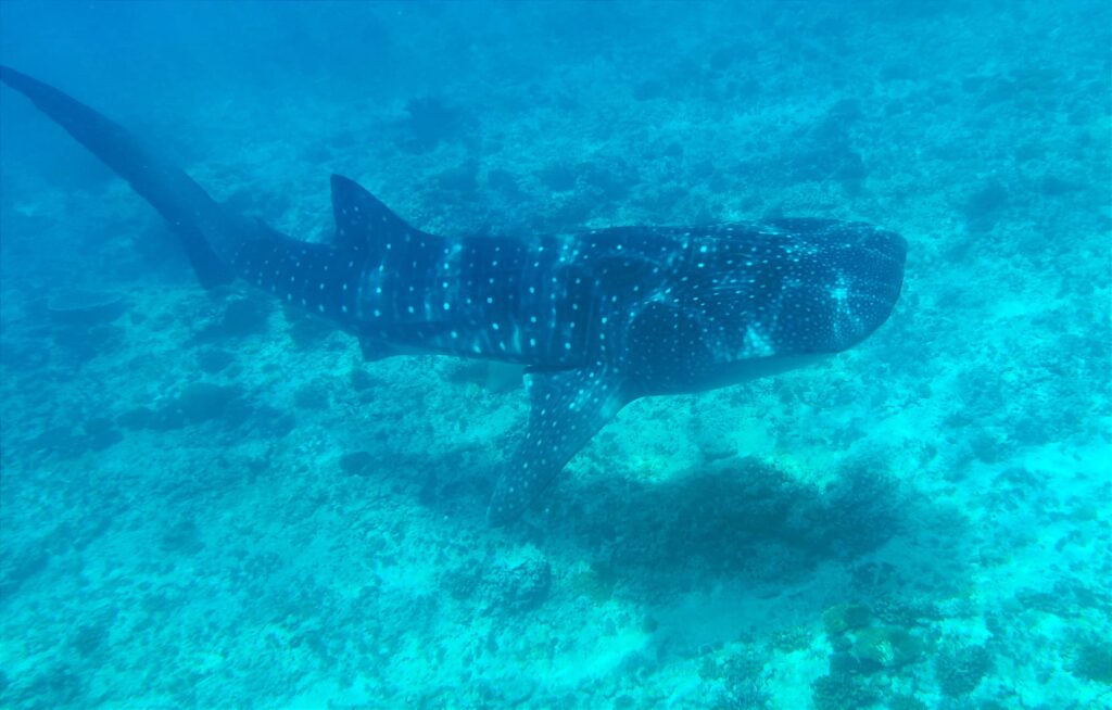 Tiburón Ballena